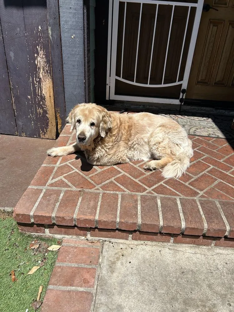 A senior large-sized male Golden Retriever dog named Ziggy for adoption in San Diego, CA