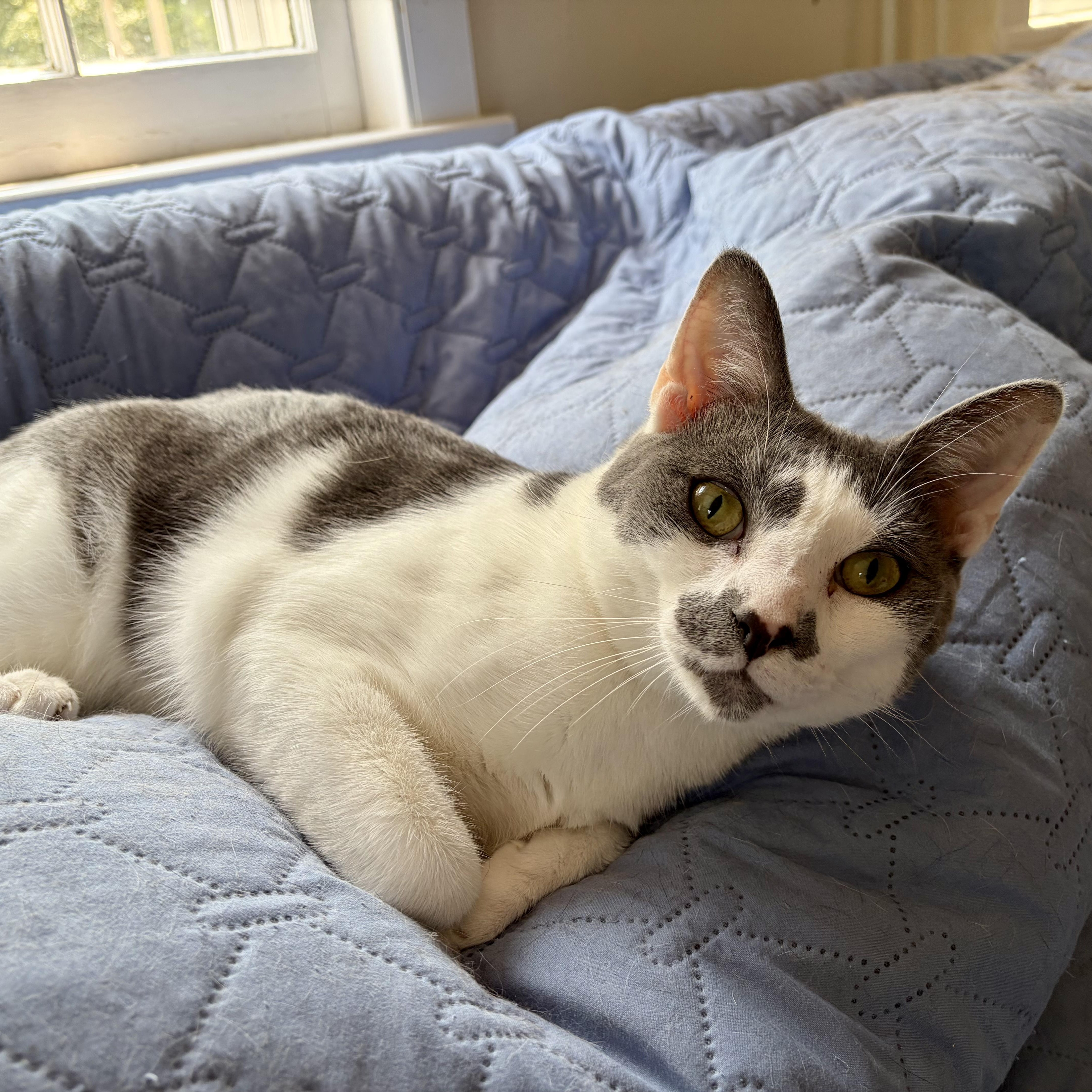 An adult medium-sized male Black & White / Tuxedo Domestic Short Hair cat named Headley for adoption in New York, NY