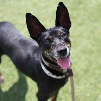 Slim Jim thumbnail 2