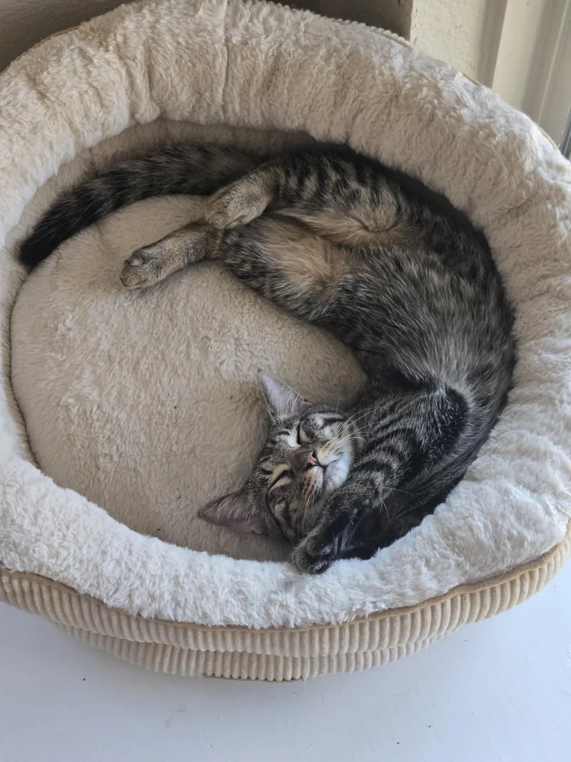 A baby medium-sized male Tabby (Brown / Chocolate) Domestic Short Hair cat named Samudra for adoption in Houston, TX