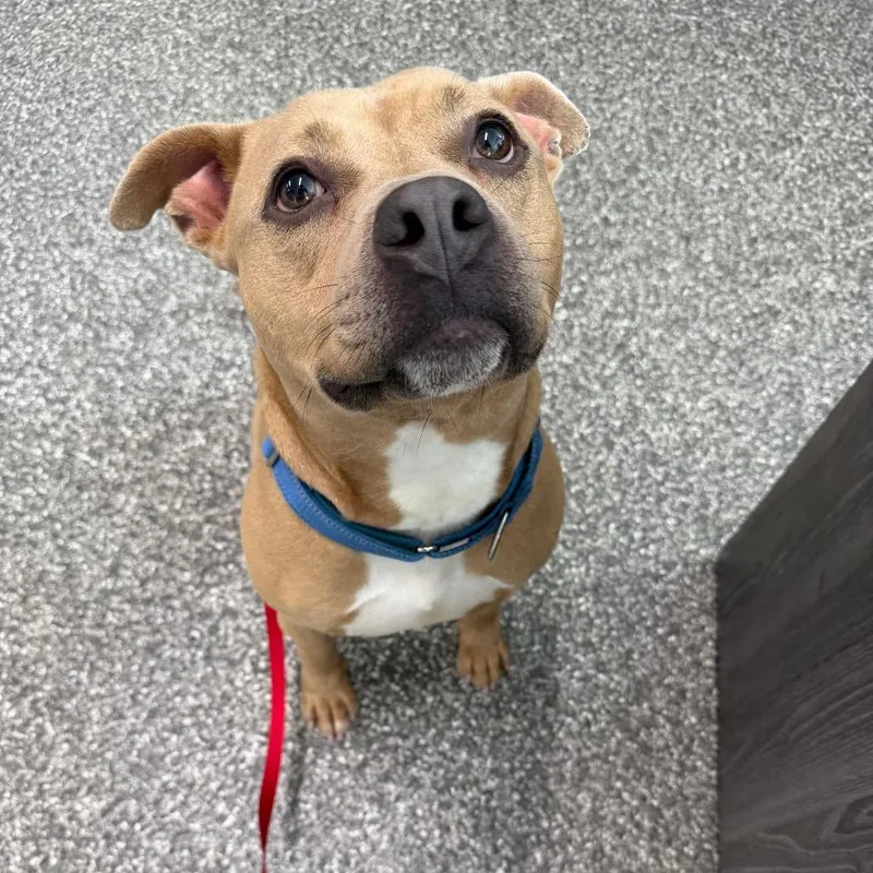 A young medium-sized male Yellow / Tan / Blond / Fawn American Staffordshire Terrier dog named Billy Bob for adoption in Deerfield, IL