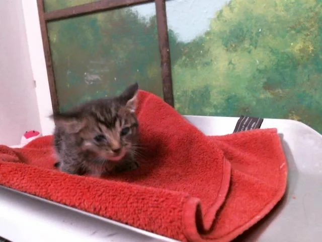 A baby small-sized male Domestic Short Hair cat named Tomato for adoption in Houston, TX