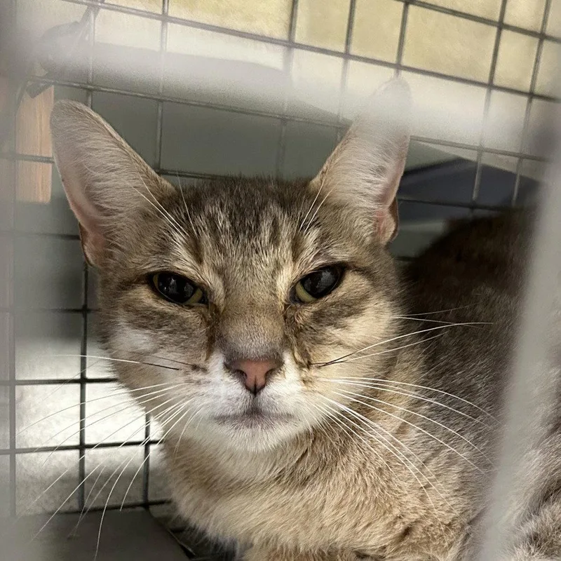 An adult medium-sized female Domestic Short Hair cat named Windchime for adoption in New Castle, DE