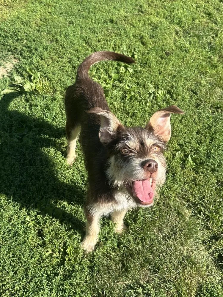 A young medium-sized male Tricolor (Brown, Black, & White) Terrier dog named Jasper for adoption in Akron, OH
