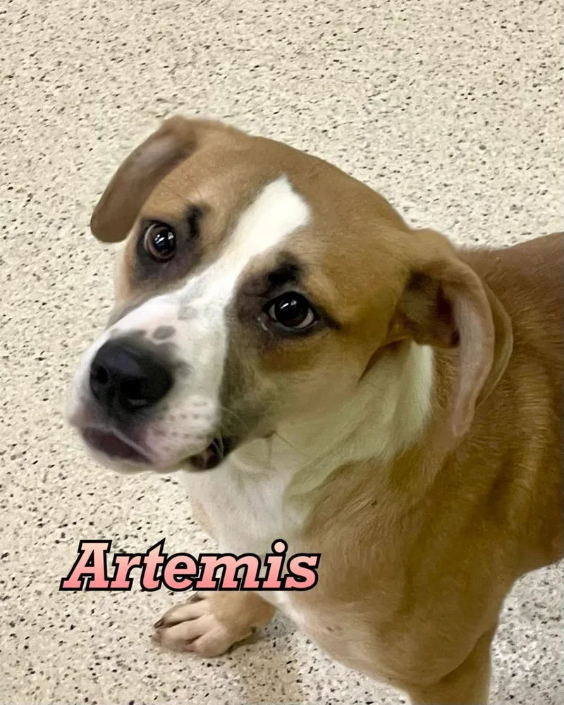Artemis