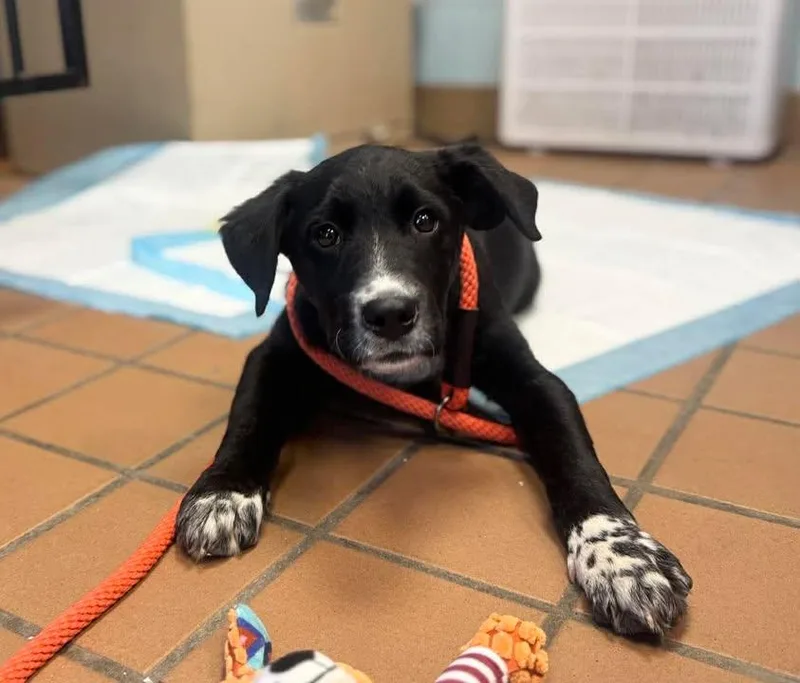 A baby medium-sized male Labrador Retriever dog named Marty for adoption in Stamford, CT
