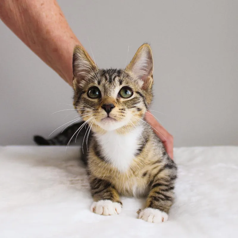 A baby medium-sized female Tabby cat named Nightingale for adoption in Wayne, NJ