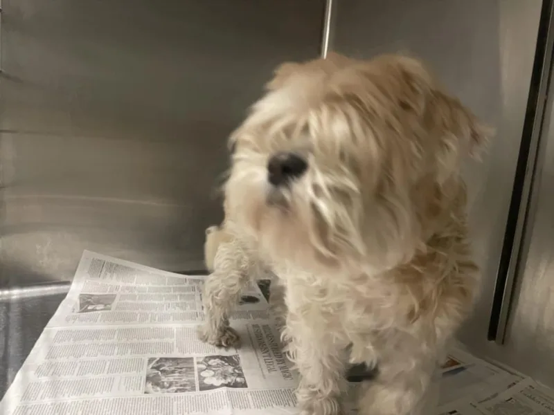 A senior small-sized male Lhasa Apso dog named Charlie for adoption in Van Nuys, CA