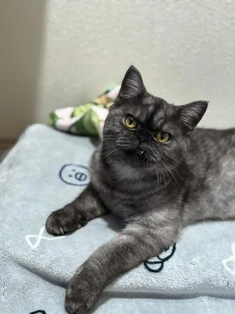 A baby medium-sized male Black & White / Tuxedo Persian cat named Cardinal Flufferton for adoption in Dallas, TX