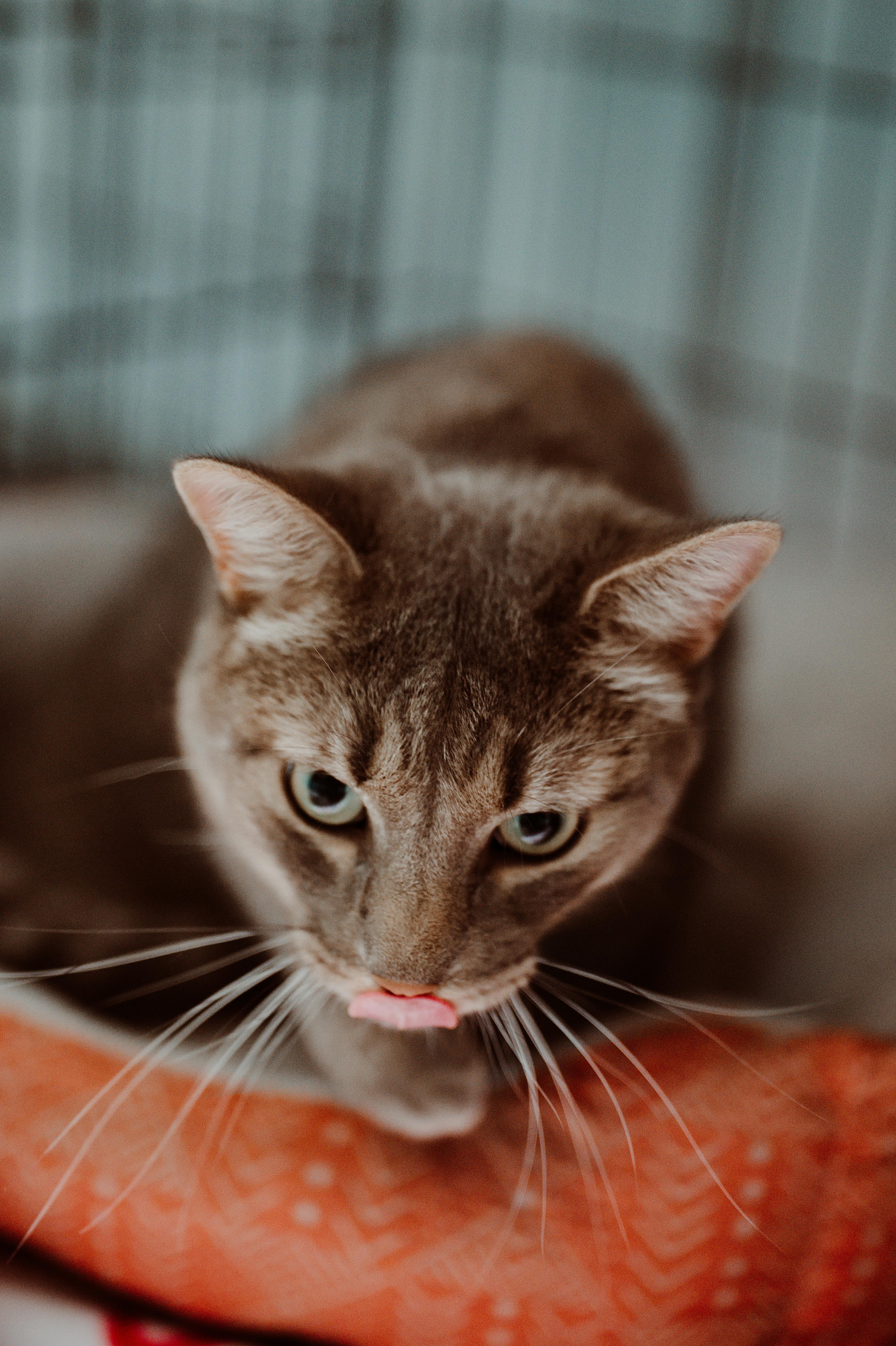 Pip