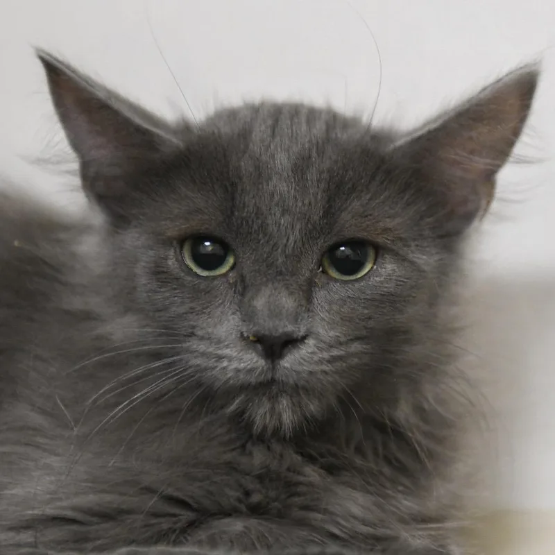 A baby small-sized female Domestic Medium Hair cat named Gretel for adoption in Redwood City, CA