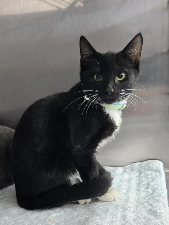 A young medium-sized female Black & White / Tuxedo Domestic Short Hair cat named Priscilla for adoption in Mount Vernon, OH