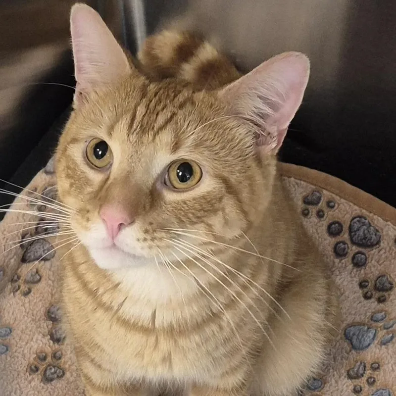A young medium-sized male Orange / Red Domestic Short Hair cat named Handsome Dan for adoption in Newark, NJ
