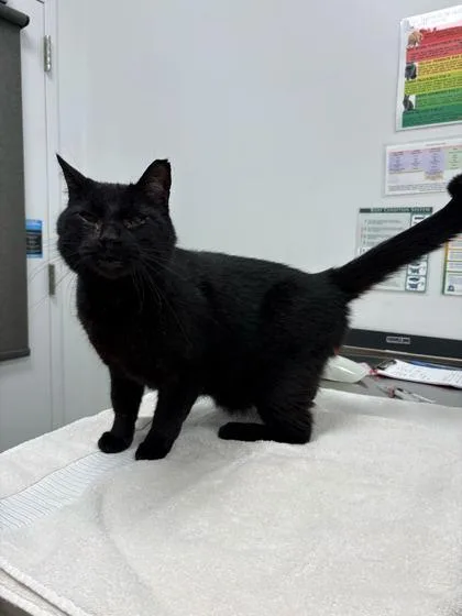 An adult large-sized male Black Domestic Short Hair cat named Mister Lies for adoption in Kansas City, MO