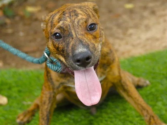 A baby small-sized male Plott Hound dog named Marshall for adoption in Tallahassee, FL