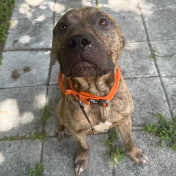 An adult large-sized male American Staffordshire Terrier dog named Zero for adoption in Proctorville, OH