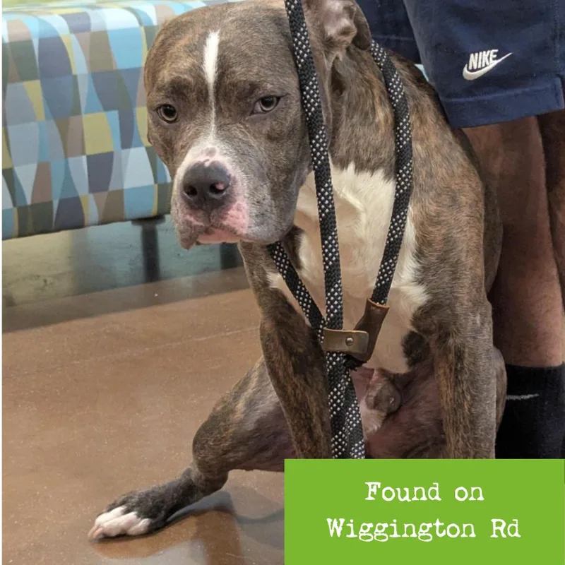 A young medium-sized male Brindle American Staffordshire Terrier dog named Fishtank for adoption in Lynchburg, VA