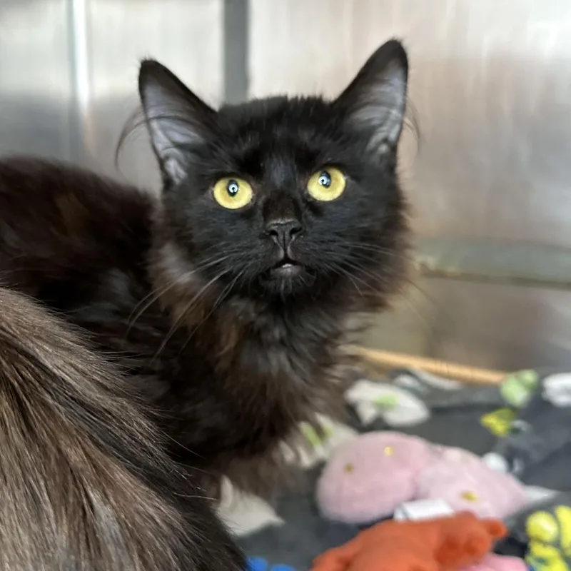 A young small-sized male Domestic Medium Hair cat named Cornelius for adoption in Matteson, IL