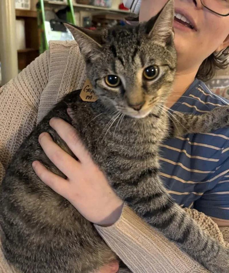 A young medium-sized male Domestic Short Hair cat named Gumby for adoption in Lewisburg, PA