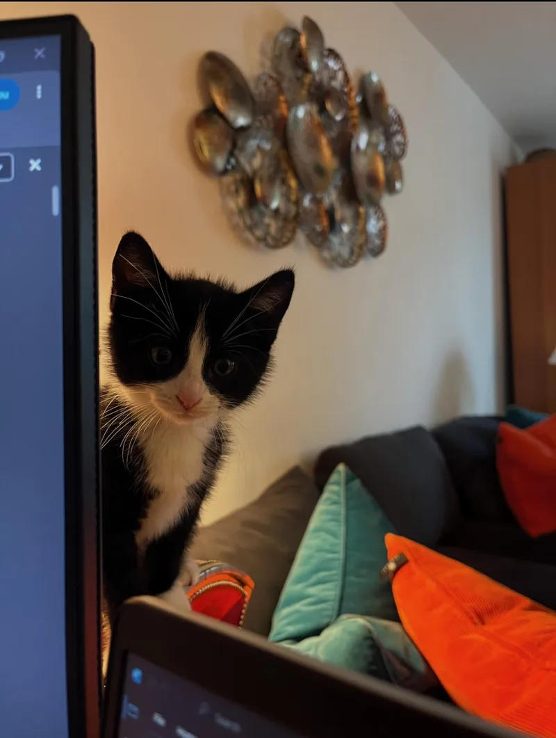 Zorro thumbnail 2