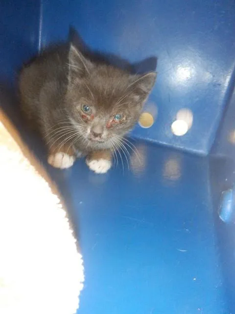 A baby small-sized male Domestic Short Hair cat named Flash for adoption in San Jose, CA