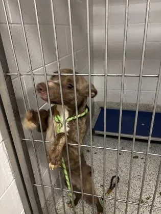 An adult medium-sized female Mixed Breed dog named Saylor for adoption in Atlanta, GA