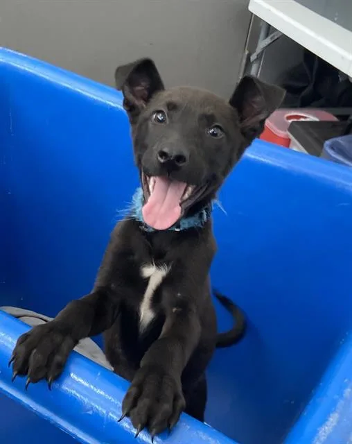A baby large-sized female Mixed Breed dog named Daisy for adoption in Dallas, TX