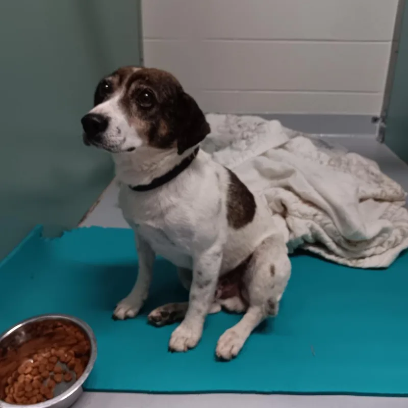 An adult small-sized male White / Cream Beagle dog named Bandit for adoption in Fairfax, VA