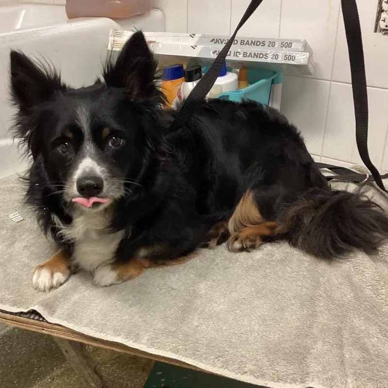 An adult small-sized male Black Cardigan Welsh Corgi dog named IVHSStray for adoption in San Gabriel, CA
