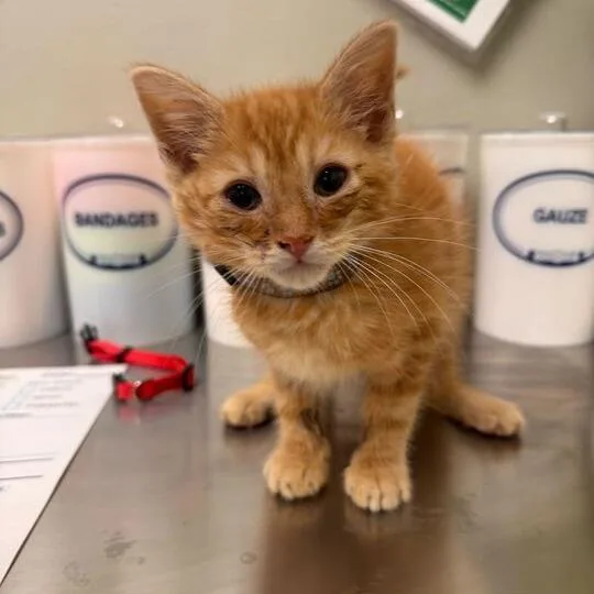 A baby small-sized male Orange / Red Domestic Short Hair cat named Kobe for adoption in Newark, DE