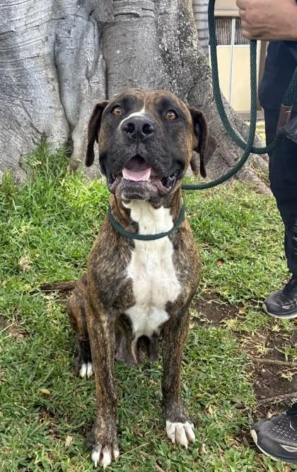An adult large-sized female Mixed Breed dog named Gasha for adoption in Honolulu, HI