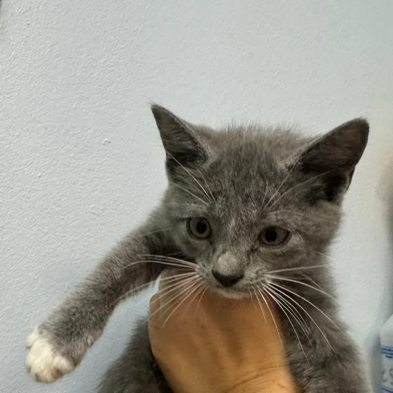 A baby small-sized female Gray / Blue / Silver Domestic Short Hair cat named Wawa for adoption in Port Charlotte, FL