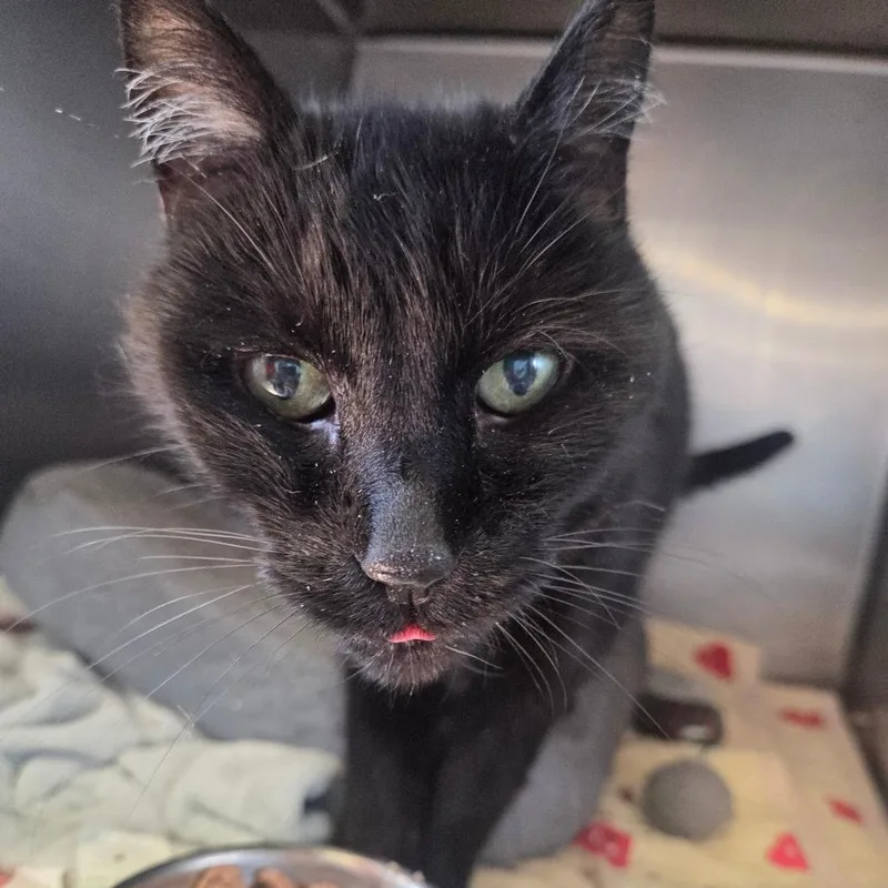 A senior medium-sized female Black Domestic Short Hair cat named Stella Moon for adoption in Spokane, WA