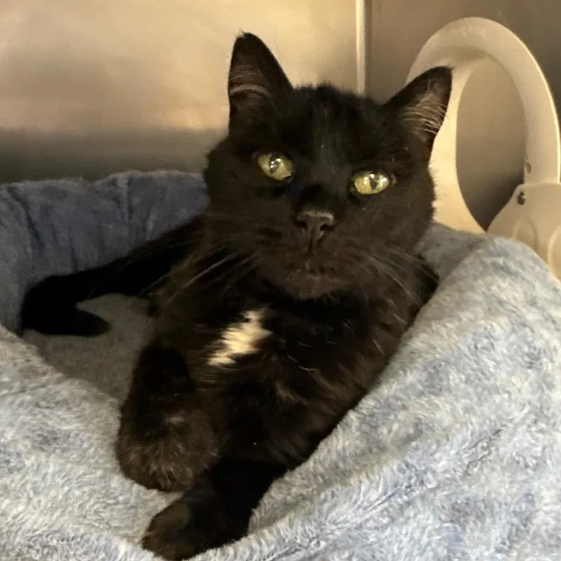 Stella Moon thumbnail 2