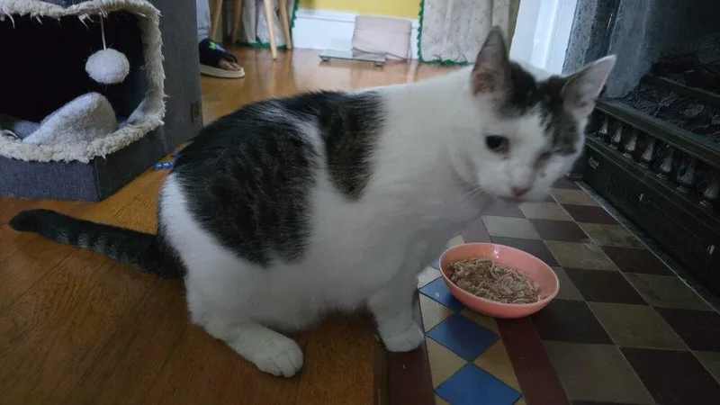 An adult medium-sized female Black & White / Tuxedo Domestic Short Hair cat named Tari for adoption in Duxbury, MA