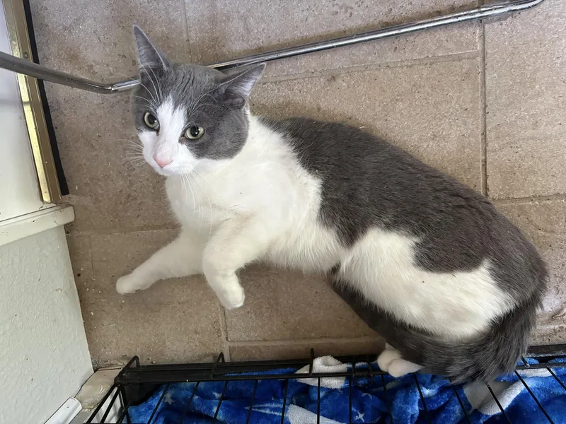 An adult large-sized male Gray & White Domestic Short Hair cat named Spot for adoption in Kansas City, MO