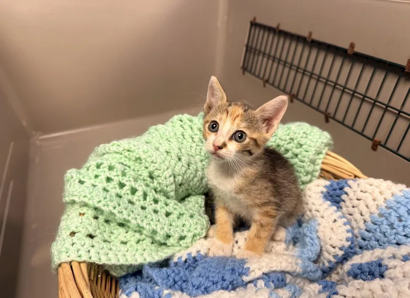 A baby medium-sized female Domestic Short Hair cat named Nutmeg for adoption in Batesville, AR