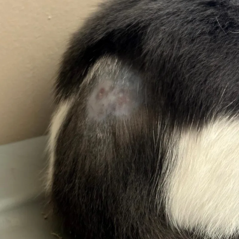 An adult medium-sized female Gray & White Tuxedo cat named Fearia for adoption in Maple Shade, NJ