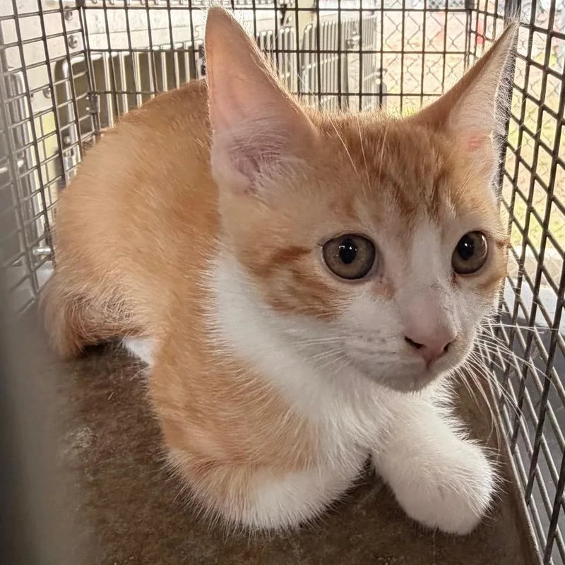 A baby small-sized male Orange / Red Domestic Short Hair cat named Fandango for adoption in Edinburg, TX