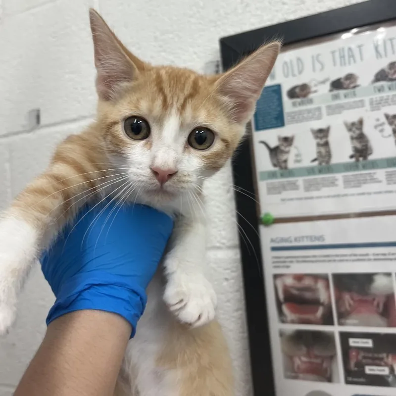 Fandango thumbnail 2