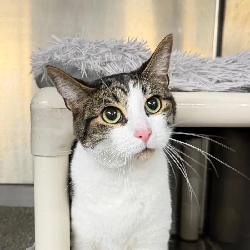 A young medium-sized male Domestic Short Hair cat named Moose for adoption in Battle Creek, MI