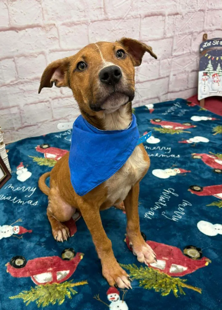 Norm Maclean thumbnail 3