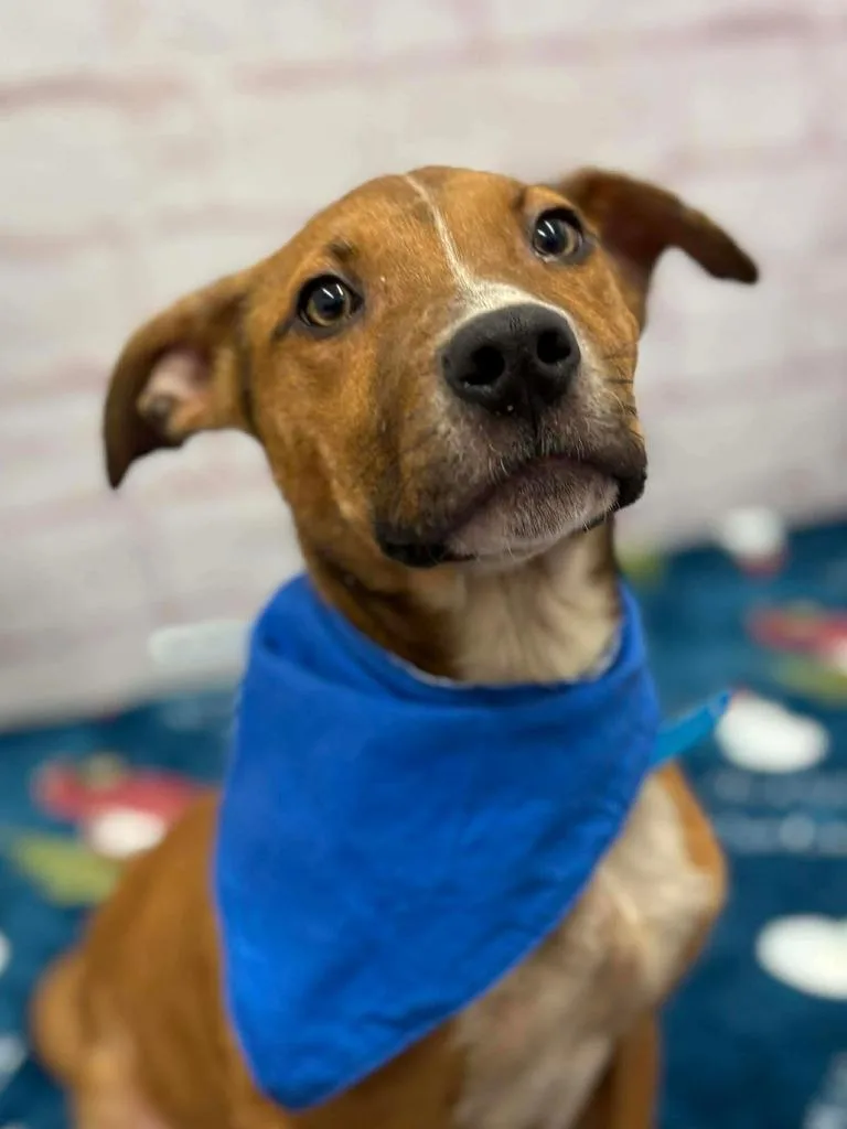 Norm Maclean thumbnail 4