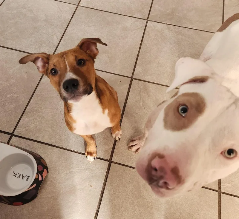 Norm Maclean thumbnail 5