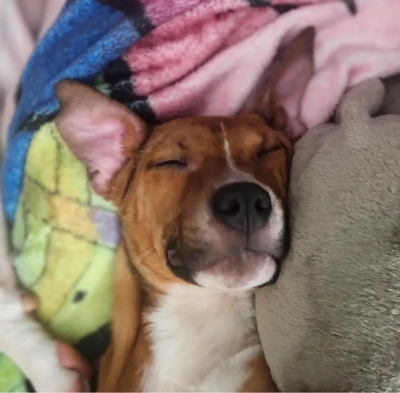 Norm Maclean thumbnail 6