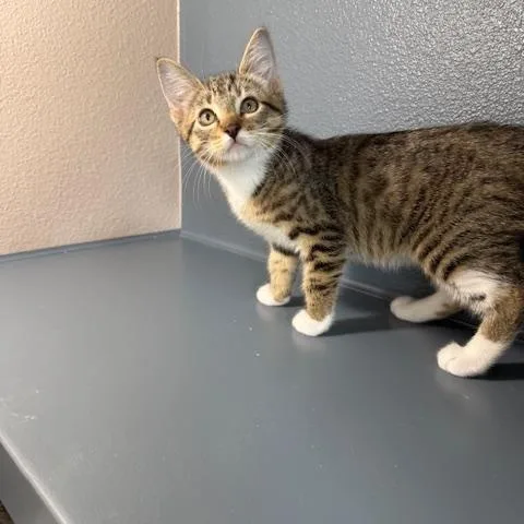 A baby medium-sized male Tabby (Buff / Tan / Fawn) Domestic Short Hair cat named Sterling for adoption in Portland, OR