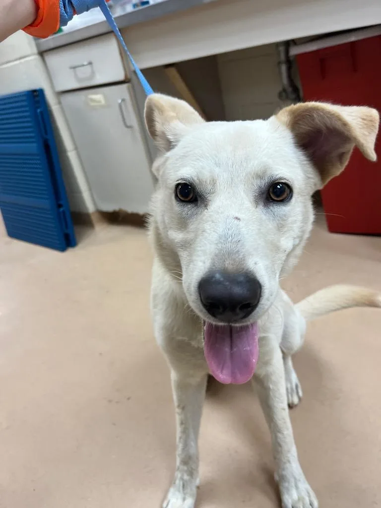 A young large-sized male Labrador Retriever dog named Rodney for adoption in Nacogdoches, TX