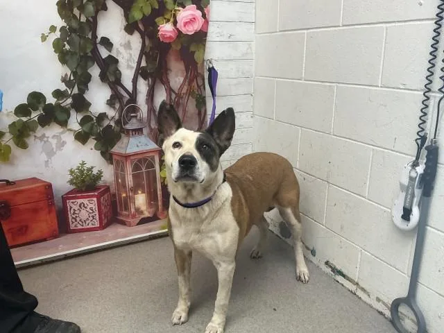 An adult large-sized female Pit Bull Terrier dog named Robin for adoption in San Bernardino, CA