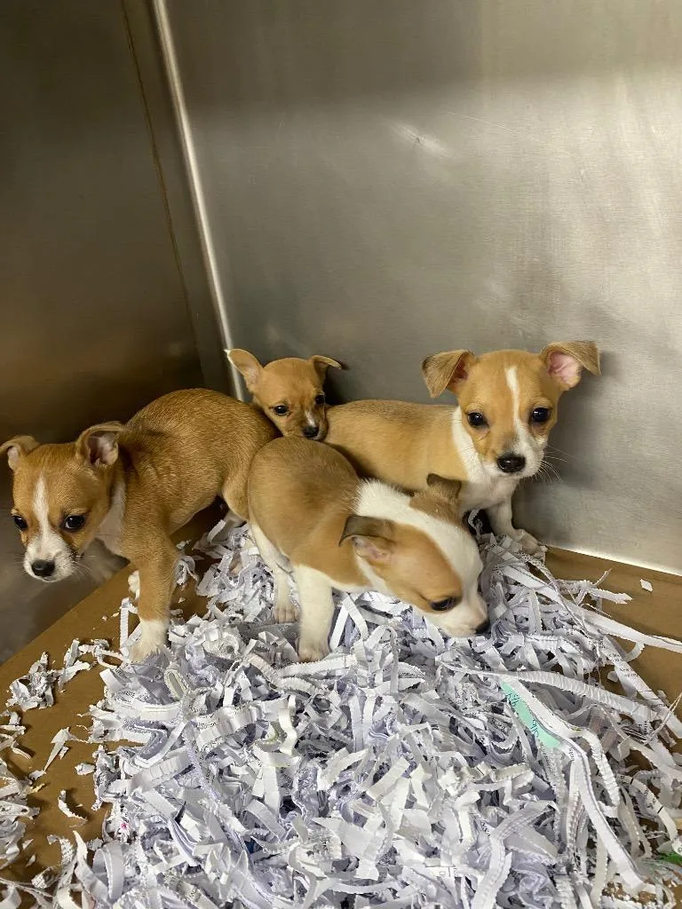 A baby small-sized male Mixed Breed dog named Gent for adoption in Cartersville , GA