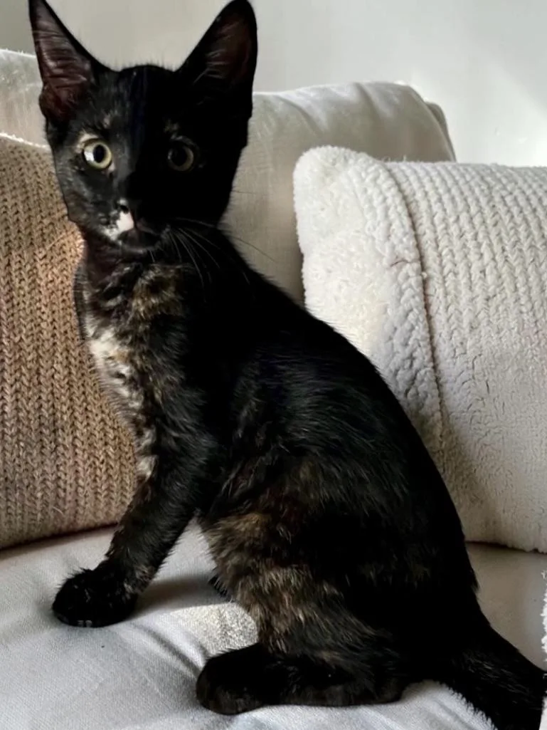 A baby medium-sized female Tortoiseshell Domestic Short Hair cat named Catfish for adoption in Austin, TX